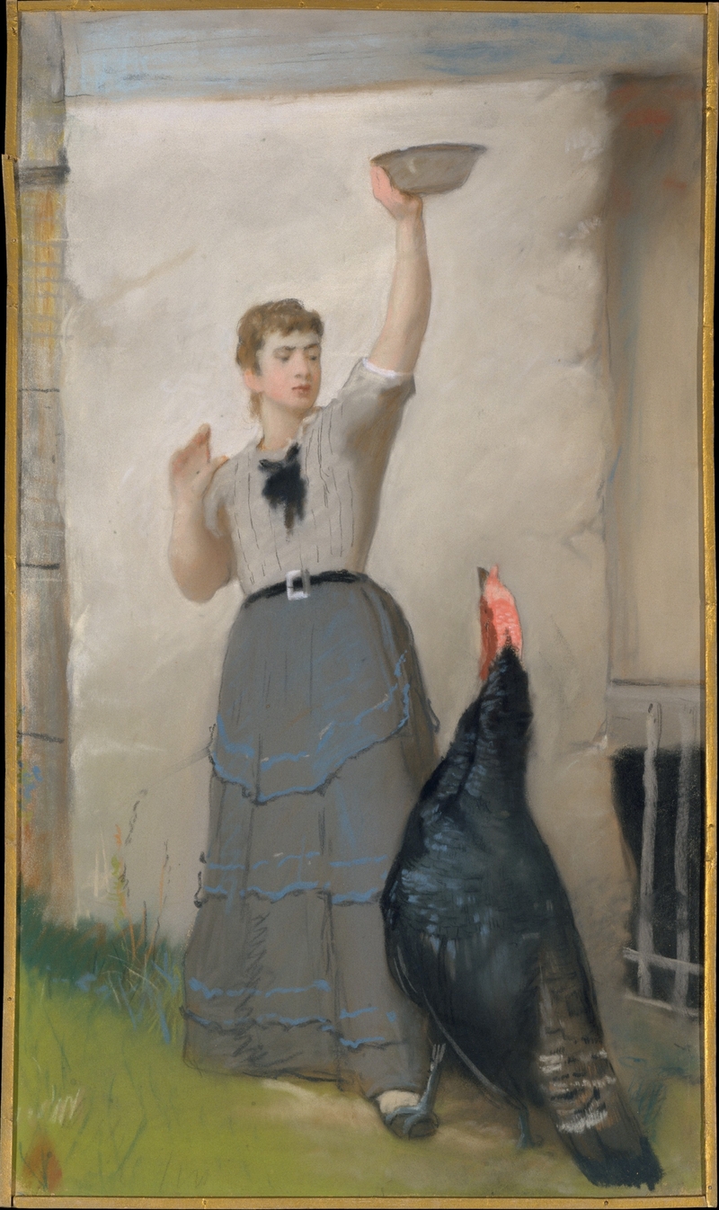 domesticated turkey (Meleagris gallopavo); DISPLAY FULL IMAGE.