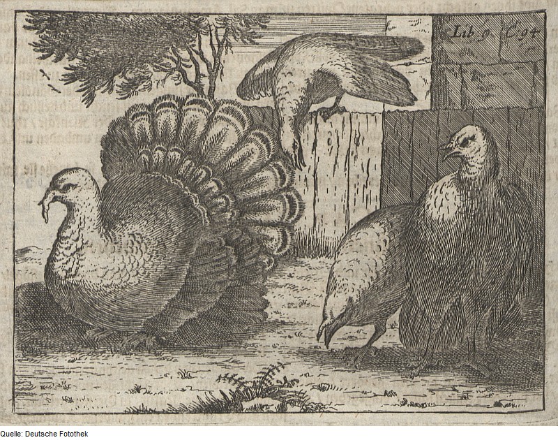 domesticated turkey (Meleagris gallopavo); DISPLAY FULL IMAGE.