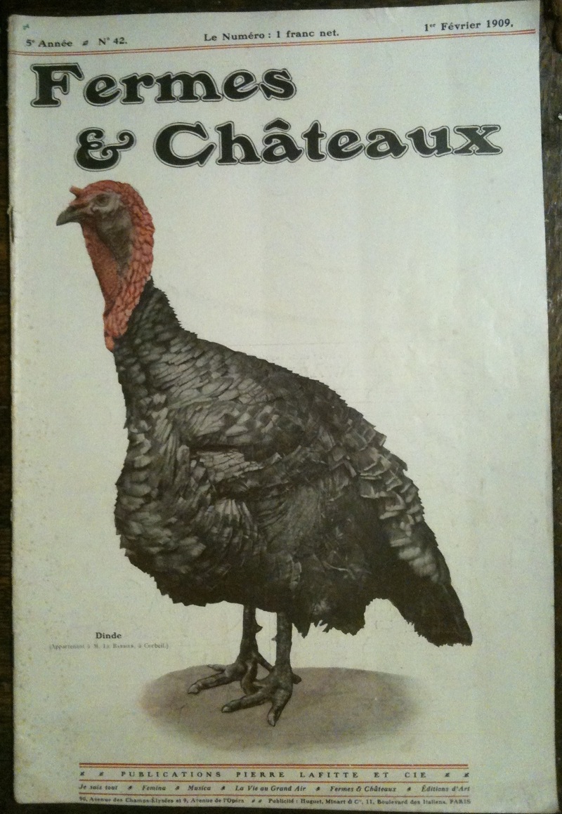 domesticated turkey (Meleagris gallopavo); DISPLAY FULL IMAGE.