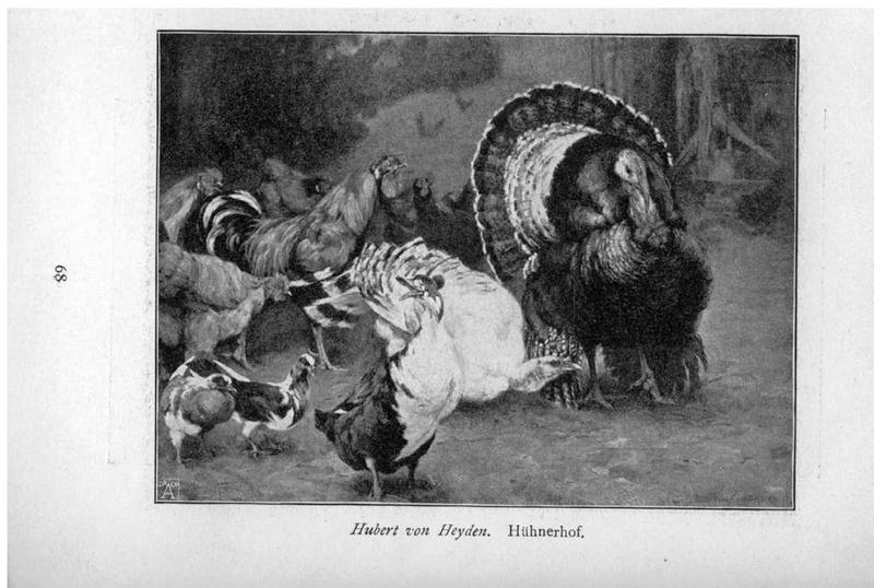 domesticated turkey (Meleagris gallopavo); DISPLAY FULL IMAGE.