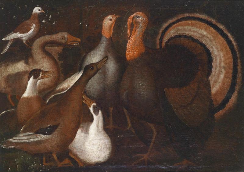 domesticated turkey (Meleagris gallopavo); DISPLAY FULL IMAGE.