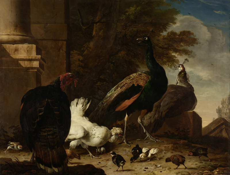 domesticated turkey (Meleagris gallopavo); DISPLAY FULL IMAGE.