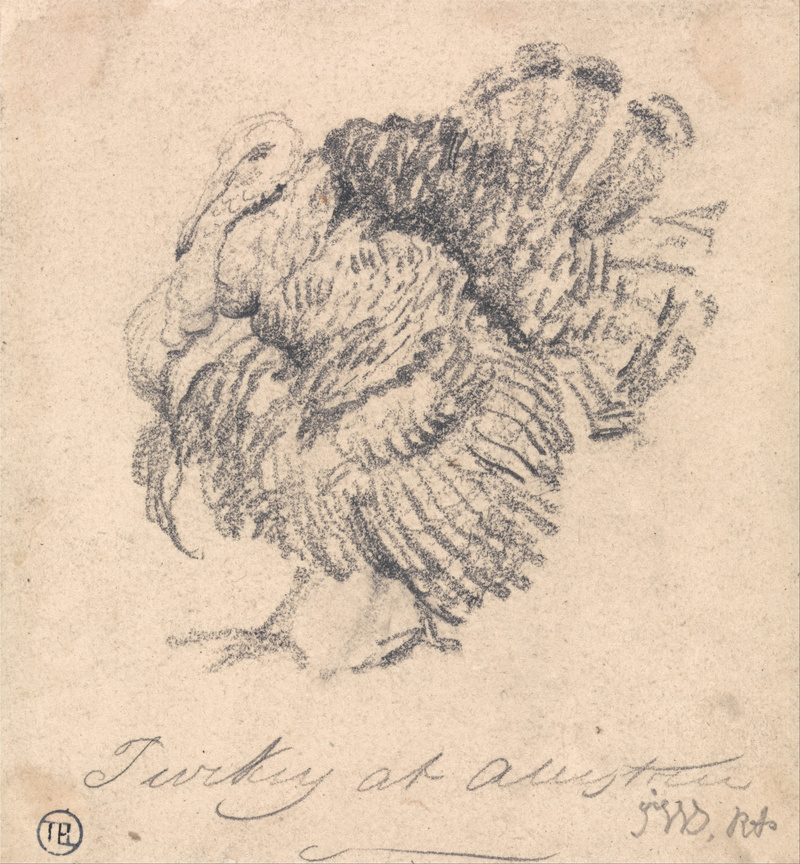 domesticated turkey (Meleagris gallopavo); DISPLAY FULL IMAGE.