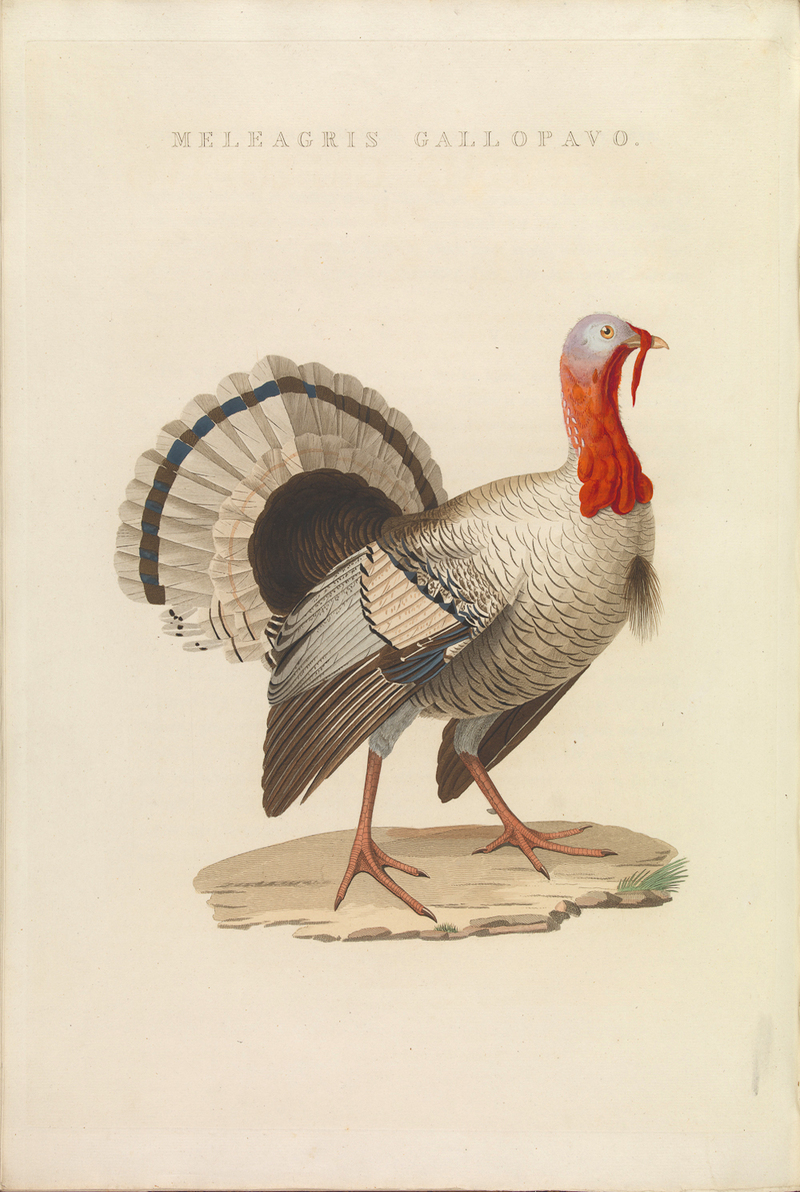 domesticated turkey (Meleagris gallopavo); DISPLAY FULL IMAGE.