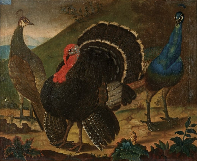 domesticated turkey (Meleagris gallopavo); DISPLAY FULL IMAGE.