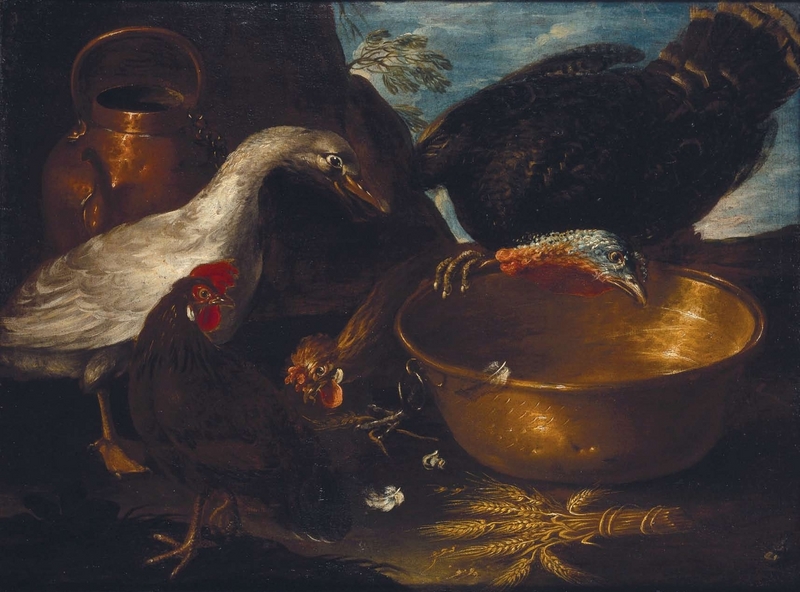 domesticated turkey (Meleagris gallopavo); DISPLAY FULL IMAGE.