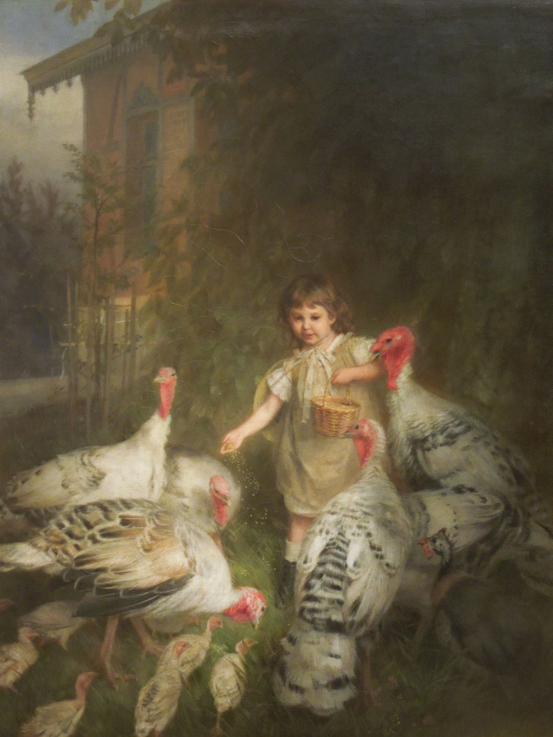 domesticated turkey (Meleagris gallopavo); DISPLAY FULL IMAGE.