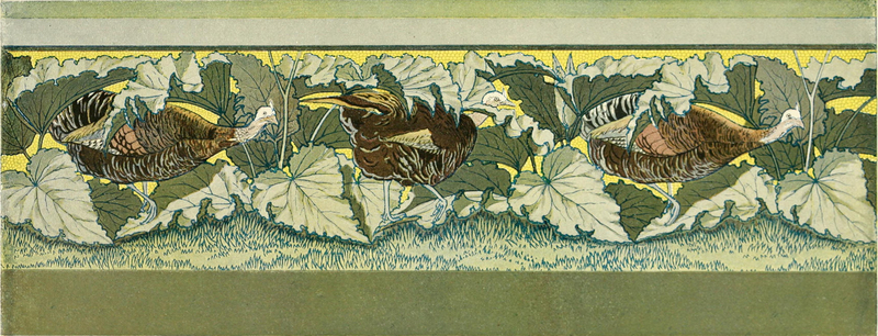 domesticated turkey (Meleagris gallopavo); DISPLAY FULL IMAGE.