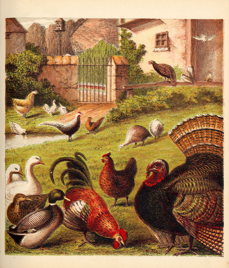 domesticated turkey (Meleagris gallopavo); DISPLAY FULL IMAGE.