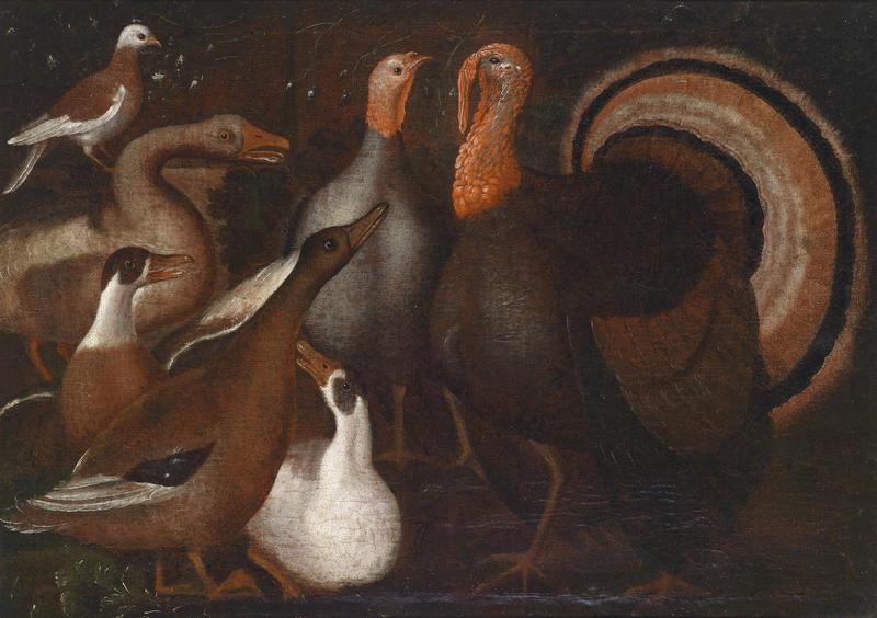 domesticated turkey (Meleagris gallopavo); DISPLAY FULL IMAGE.