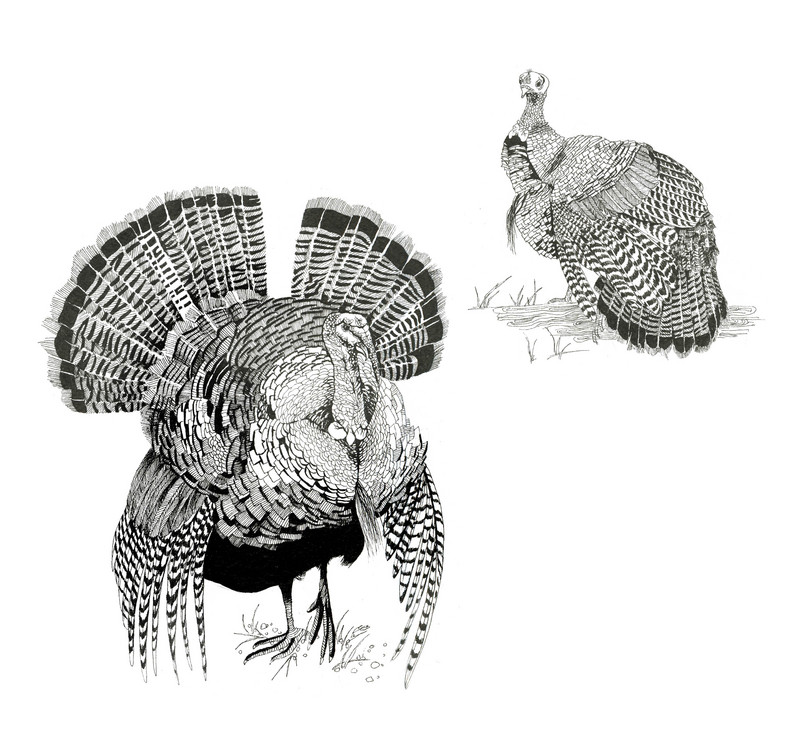 domesticated turkey (Meleagris gallopavo); DISPLAY FULL IMAGE.