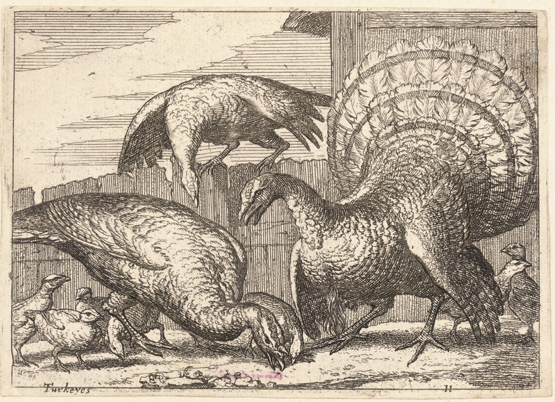 domesticated turkey (Meleagris gallopavo); DISPLAY FULL IMAGE.