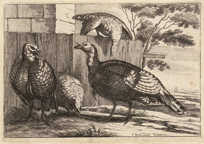 domesticated turkey (Meleagris gallopavo); DISPLAY FULL IMAGE.