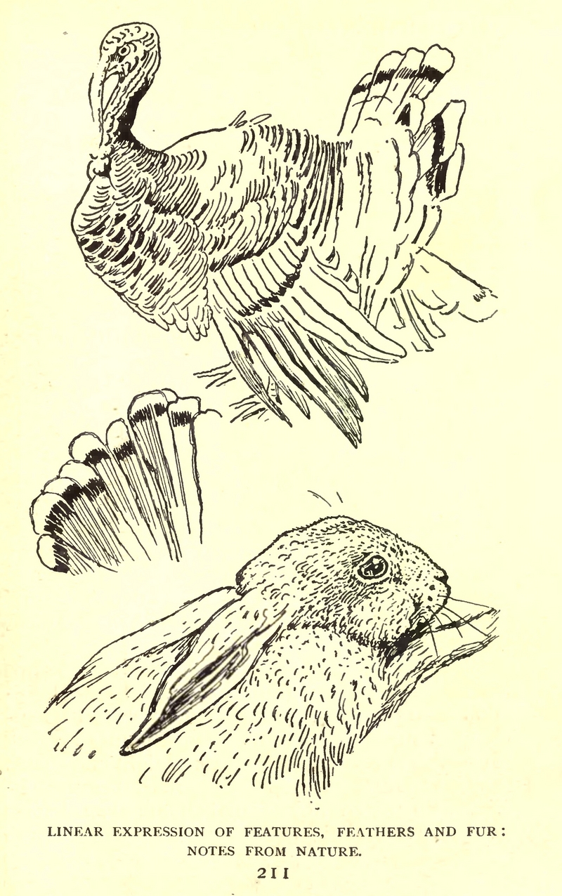 domesticated turkey (Meleagris gallopavo); DISPLAY FULL IMAGE.