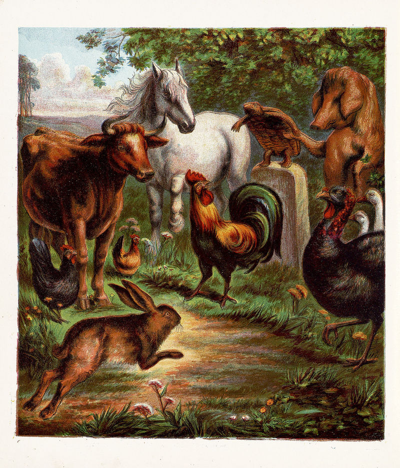 domesticated turkey (Meleagris gallopavo); DISPLAY FULL IMAGE.