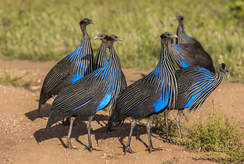 vulturine guineafowl (Acryllium vulturinum); DISPLAY FULL IMAGE.