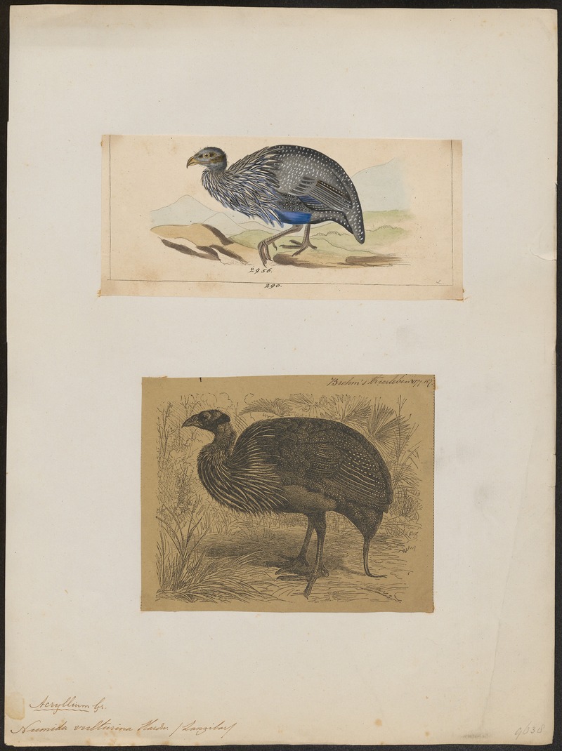 vulturine guineafowl (Acryllium vulturinum); DISPLAY FULL IMAGE.