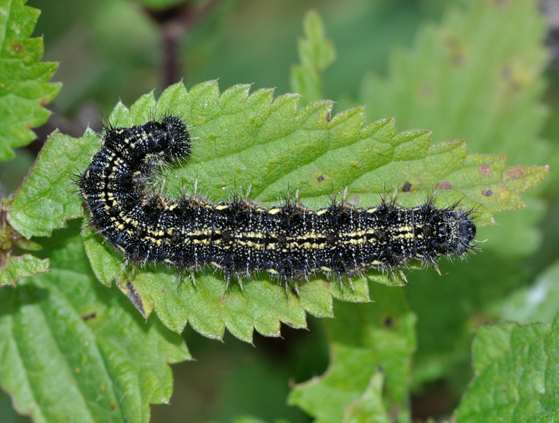 small tortoiseshell (Aglais urticae); DISPLAY FULL IMAGE.