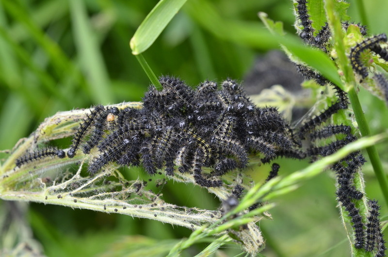 small tortoiseshell (Aglais urticae); DISPLAY FULL IMAGE.