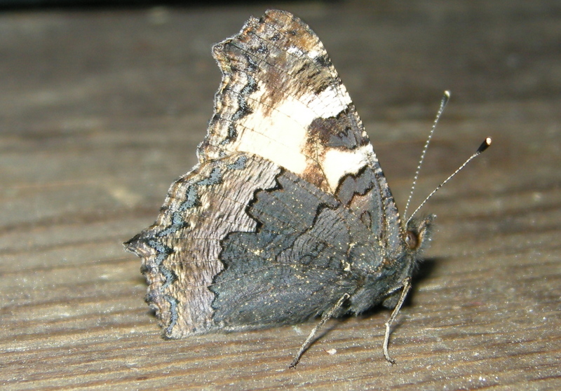 small tortoiseshell (Aglais urticae); DISPLAY FULL IMAGE.