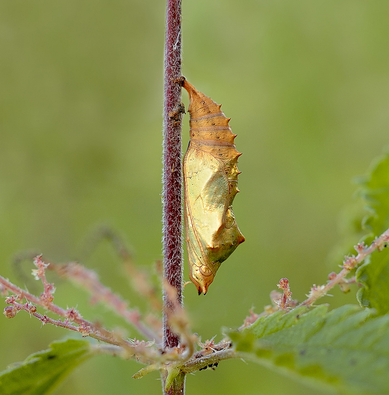 small tortoiseshell (Aglais urticae); DISPLAY FULL IMAGE.