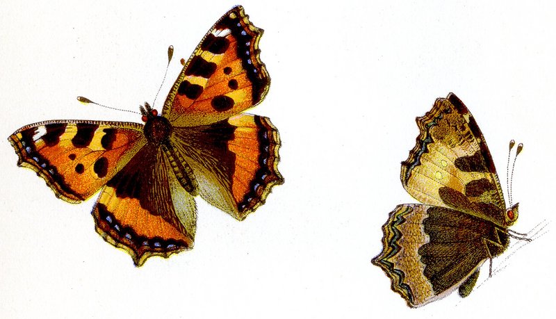 small tortoiseshell (Aglais urticae); DISPLAY FULL IMAGE.
