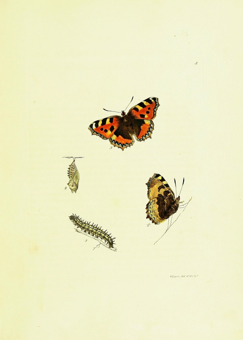 small tortoiseshell (Aglais urticae); DISPLAY FULL IMAGE.