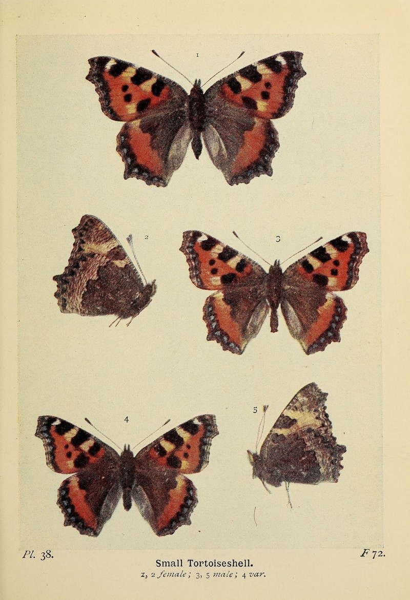 small tortoiseshell (Aglais urticae); DISPLAY FULL IMAGE.