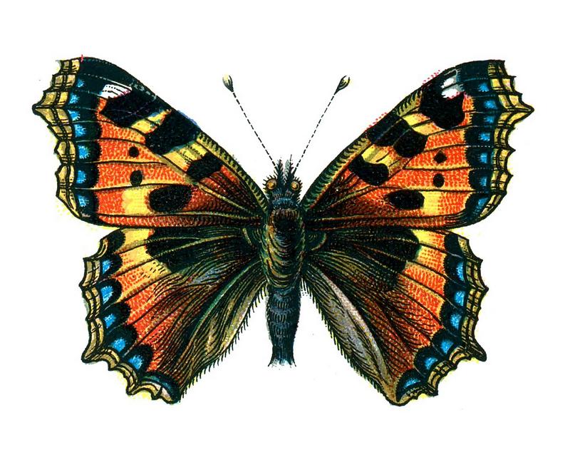 small tortoiseshell (Aglais urticae); DISPLAY FULL IMAGE.