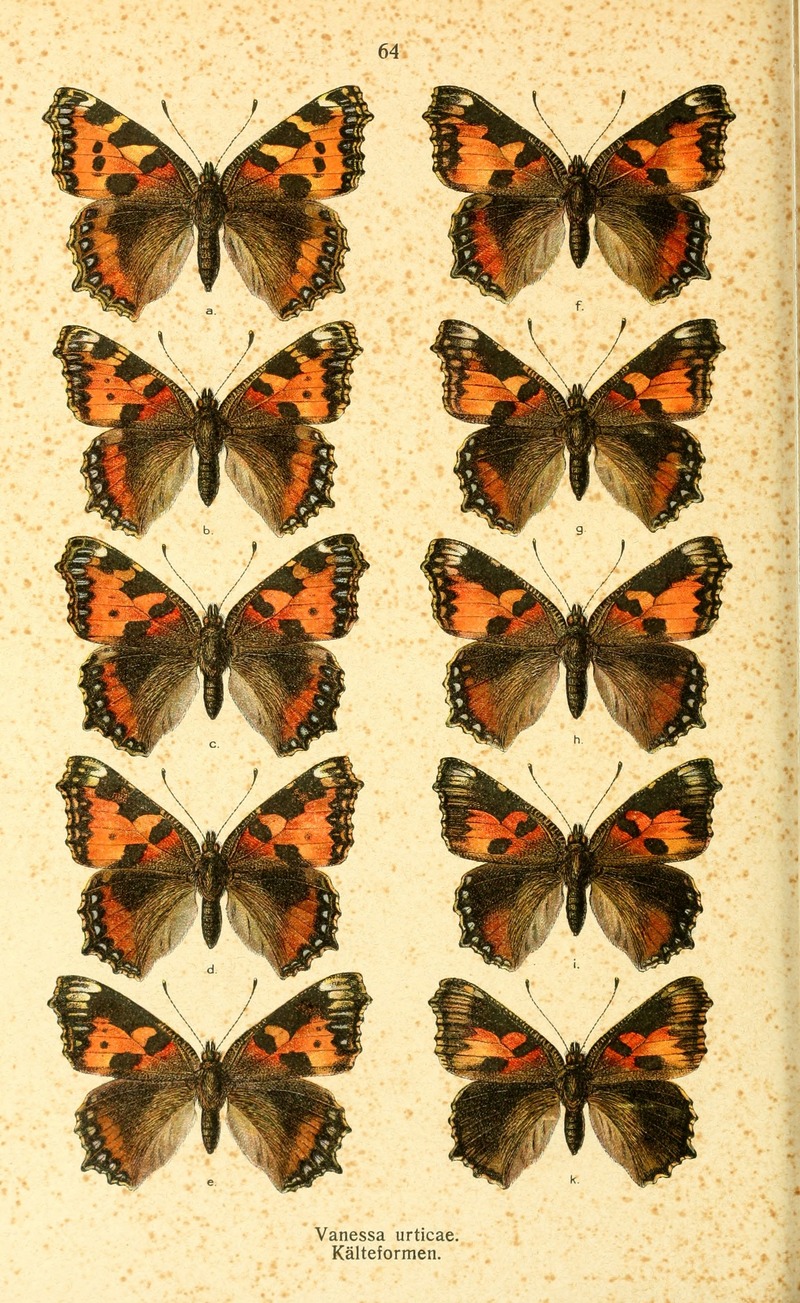 small tortoiseshell (Aglais urticae); DISPLAY FULL IMAGE.