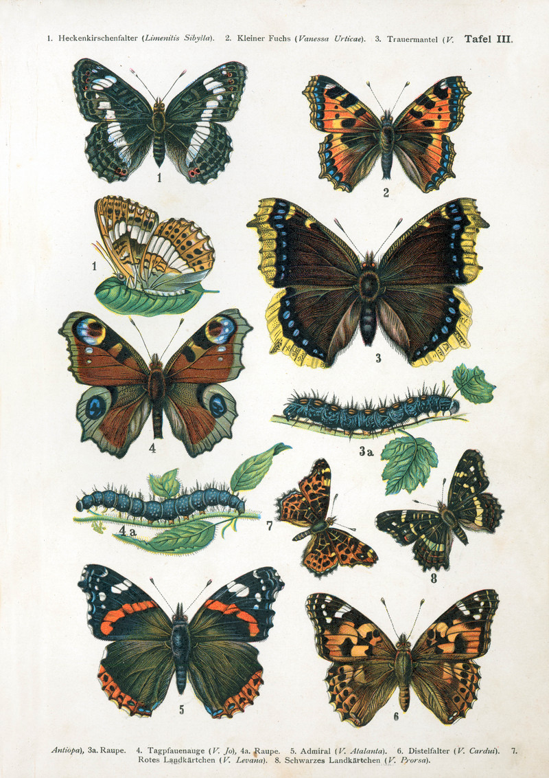 Eurasian white admiral (Limenitis camilla), small tortoiseshell (Aglais urticae), Camberwell beauty (Nymphalis antiopa), European peacock (Aglais io), red admiral (Vanessa atalanta), painted lady (Vanessa cardui), map butterfly (Araschnia levana), map butterfly (Araschnia levana f. prorsa); DISPLAY FULL IMAGE.