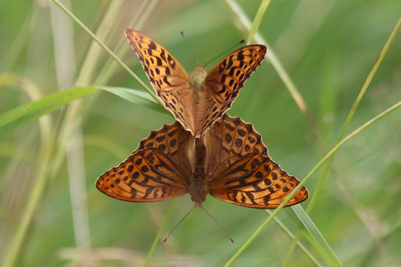 silver-washed fritillary (Argynnis paphia); DISPLAY FULL IMAGE.