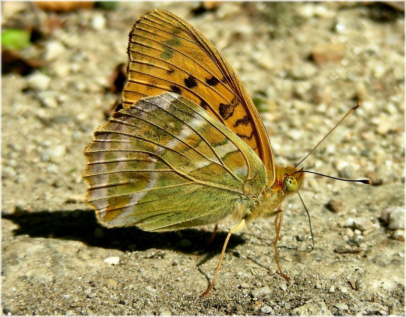 silver-washed fritillary (Argynnis paphia); DISPLAY FULL IMAGE.