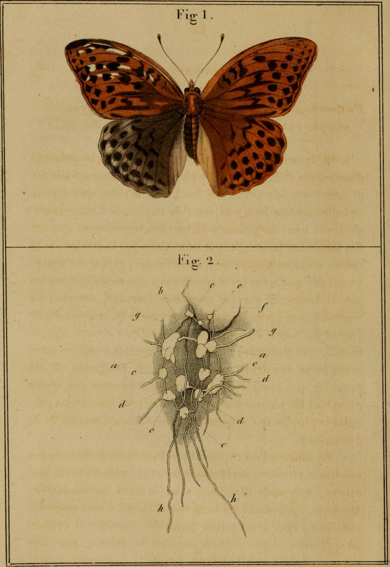 silver-washed fritillary (Argynnis paphia); DISPLAY FULL IMAGE.