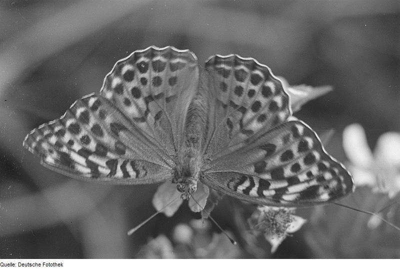 silver-washed fritillary (Argynnis paphia); DISPLAY FULL IMAGE.