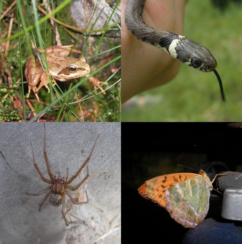 European common frog (Rana temporaria), grass snake (Natrix natrix), giant house spider (Eratigena atrica), silver-washed fritillary (Argynnis paphia); DISPLAY FULL IMAGE.