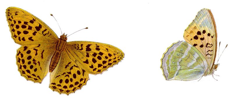 silver-washed fritillary (Argynnis paphia); DISPLAY FULL IMAGE.