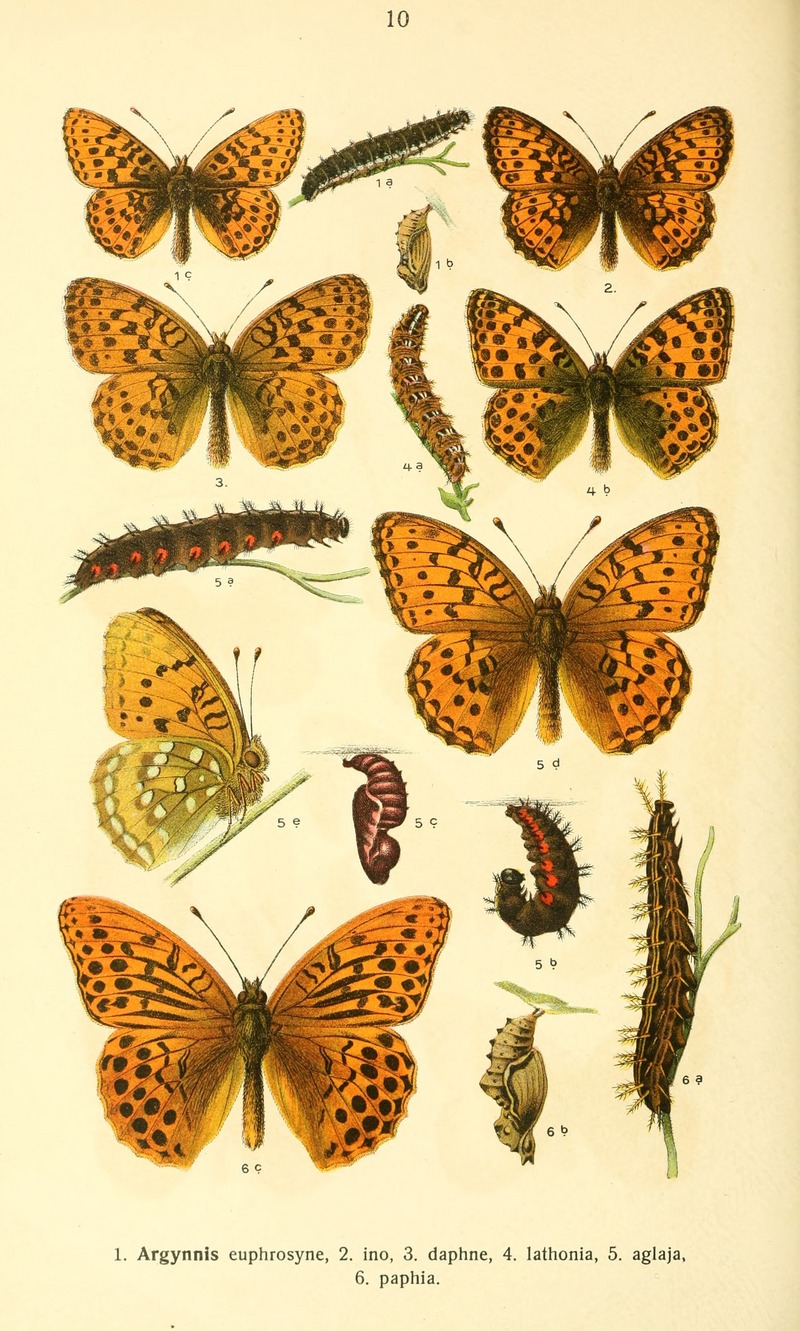 silver-washed fritillary (Argynnis paphia); DISPLAY FULL IMAGE.