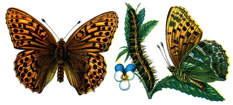 silver-washed fritillary (Argynnis paphia); DISPLAY FULL IMAGE.