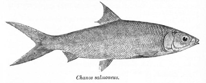 milkfish (Chanos chanos); DISPLAY FULL IMAGE.