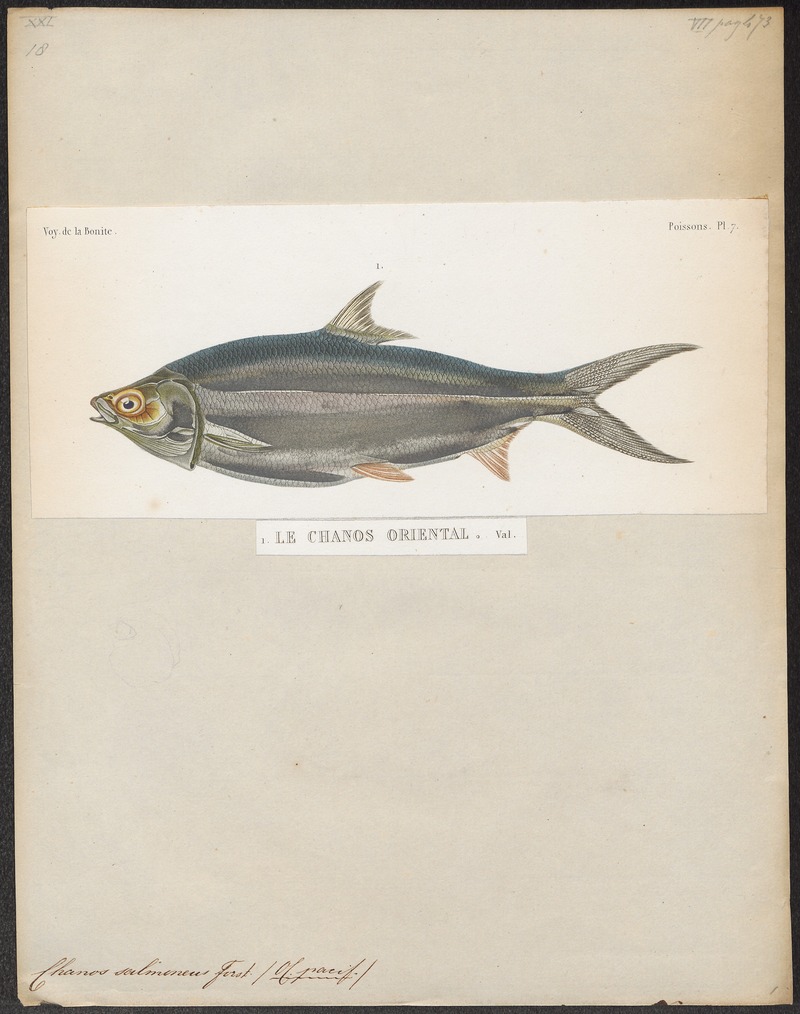 milkfish (Chanos chanos); DISPLAY FULL IMAGE.