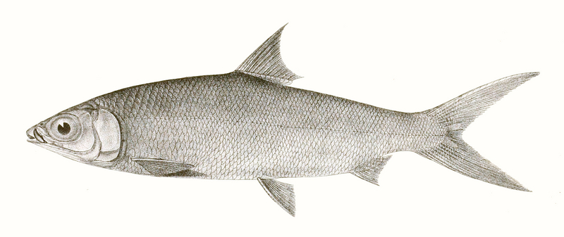 milkfish (Chanos chanos); DISPLAY FULL IMAGE.