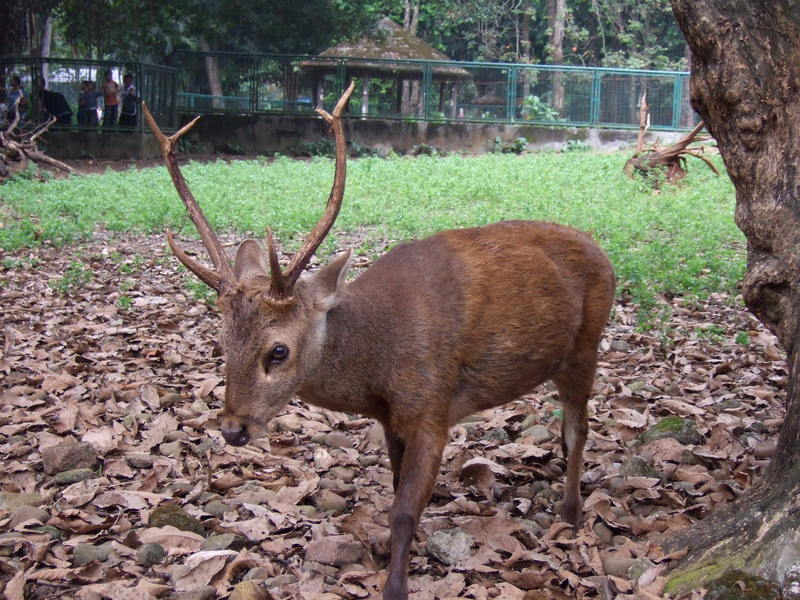 Bawean hog deer (Hyelaphus kuhlii); DISPLAY FULL IMAGE.