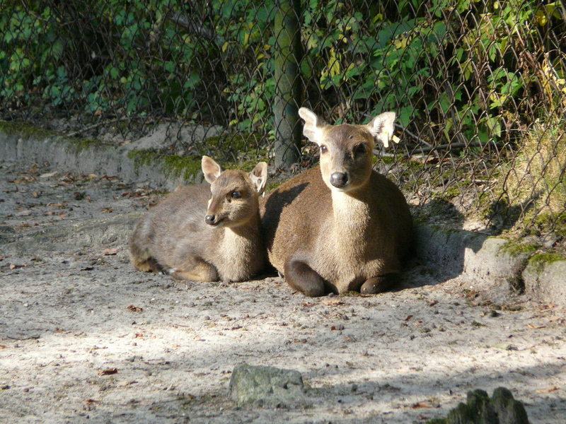 Bawean hog deer (Hyelaphus kuhlii); DISPLAY FULL IMAGE.