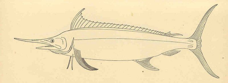 Atlantic blue marlin (Makaira nigricans); DISPLAY FULL IMAGE.