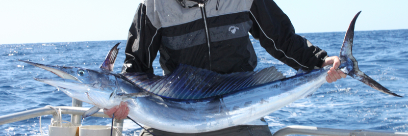 shortbill spearfish (Tetrapturus angustirostris); DISPLAY FULL IMAGE.
