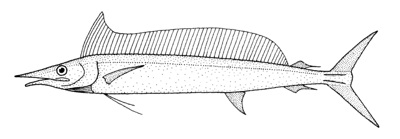 shortbill spearfish (Tetrapturus angustirostris); DISPLAY FULL IMAGE.