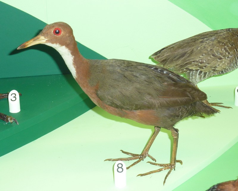 white-throated rail (Dryolimnas cuvieri); DISPLAY FULL IMAGE.