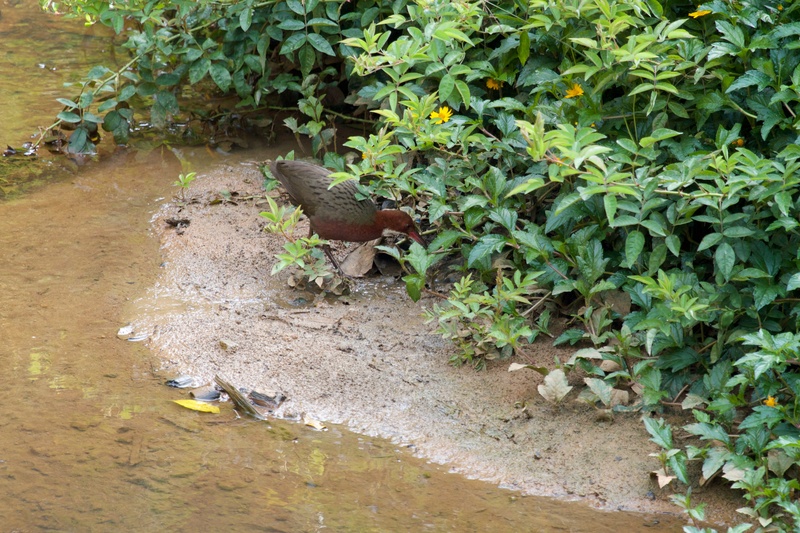 white-throated rail (Dryolimnas cuvieri); DISPLAY FULL IMAGE.