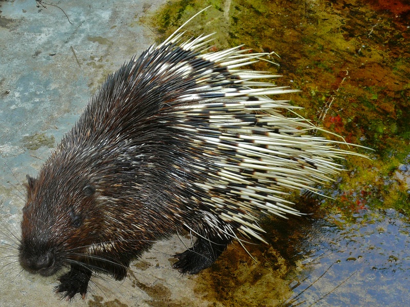 Malayan porcupine (Hystrix brachyura); DISPLAY FULL IMAGE.